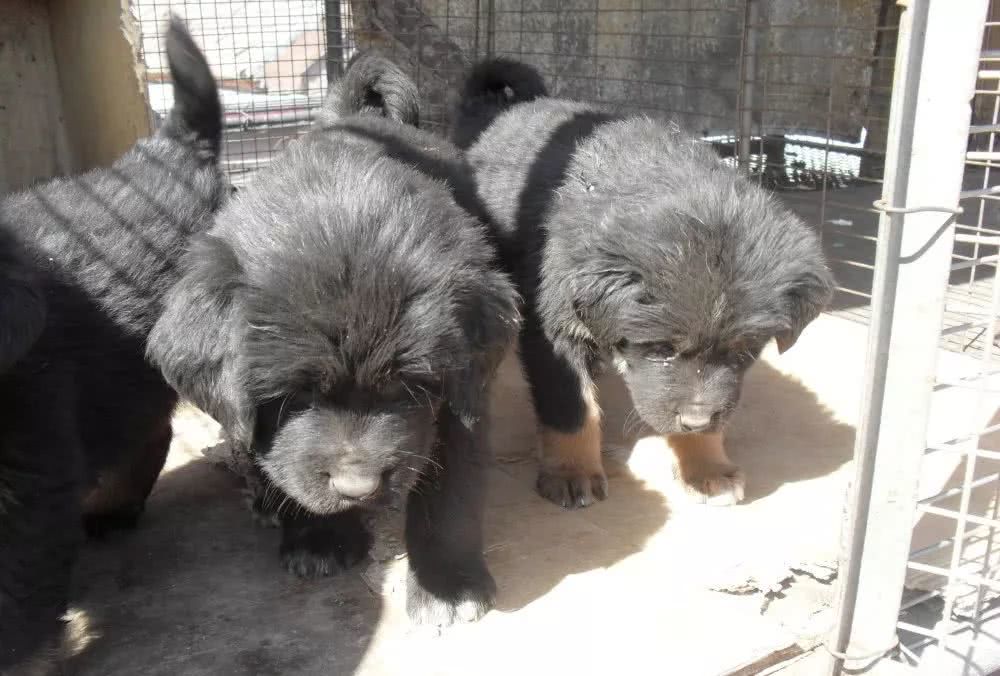 藏獒与狼是天敌,如今却联姻了,生下的"狼獒"让主人收获颇丰