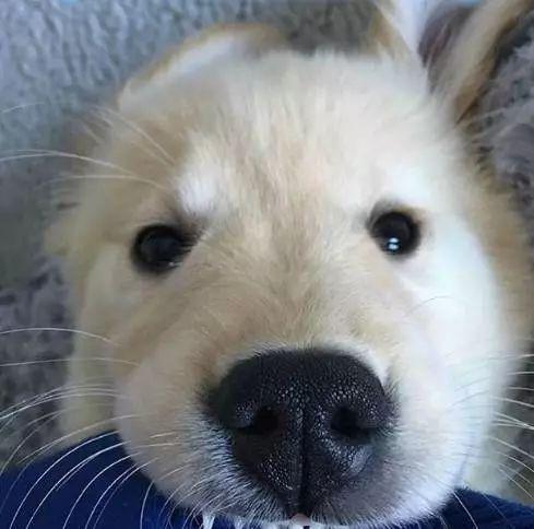 小奶狗都很奶凶,千万不要招惹它!你会中毒的