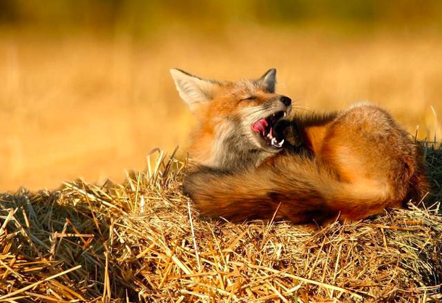 农村的神秘动物"皮狐子",到底是什么动物,原来就是野生的狐狸