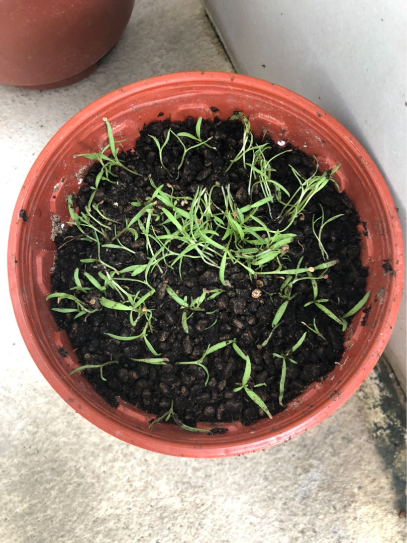 黑枸杞比红的贵好多倍在客厅就能种一摘一大盆