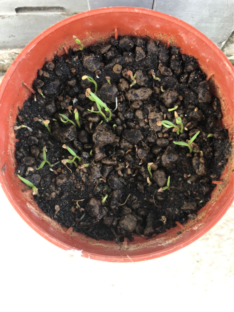 黑枸杞比红的贵好多倍在客厅就能种一摘一大盆