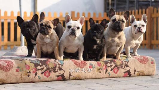 法国斗牛犬多少钱一只影响其价格的因素有这7个