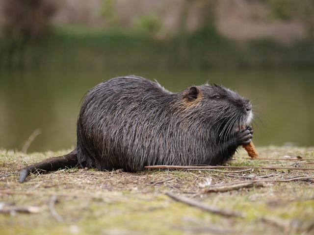 河狸的错与对:它修堤筑坝对生态有重要贡献,但也能危害公共安全