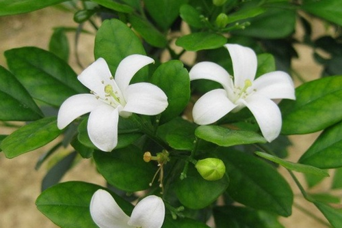 乡下一种野草,叶子嚼一嚼能治牙疼,晒干了能卤肉,还能当做盆栽