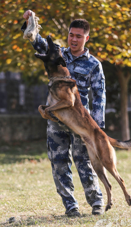 退役的军犬被确认无用以后都怎么处置处置方法让人心疼