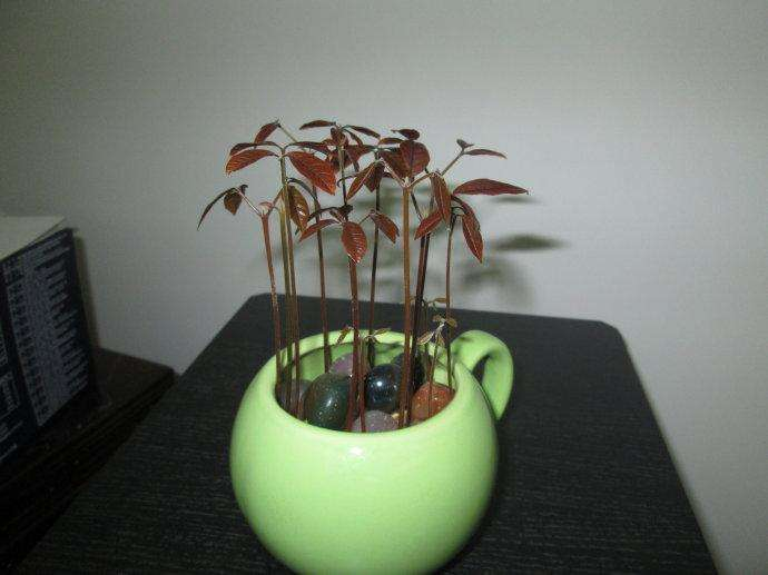 晒干的桂圆吃完核吐花盆里,几天变身小盆栽,简直神奇!