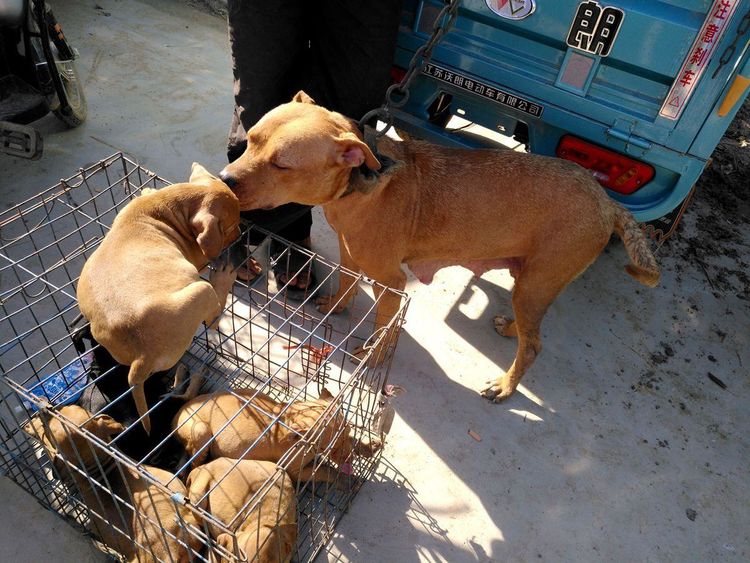 农村集市上的小"大黄",老板卖400元一只,还说不贵!