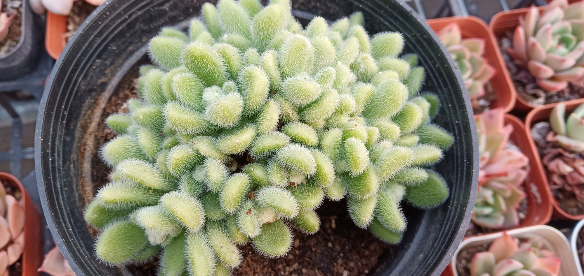 4种可爱又迷你型的多肉颜色娇嫩看一眼就让人很有保护欲