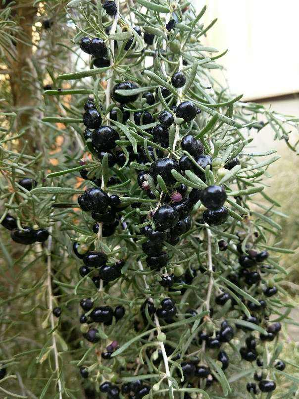 黑枸杞比红的贵好多倍在客厅就能种一摘一大盆