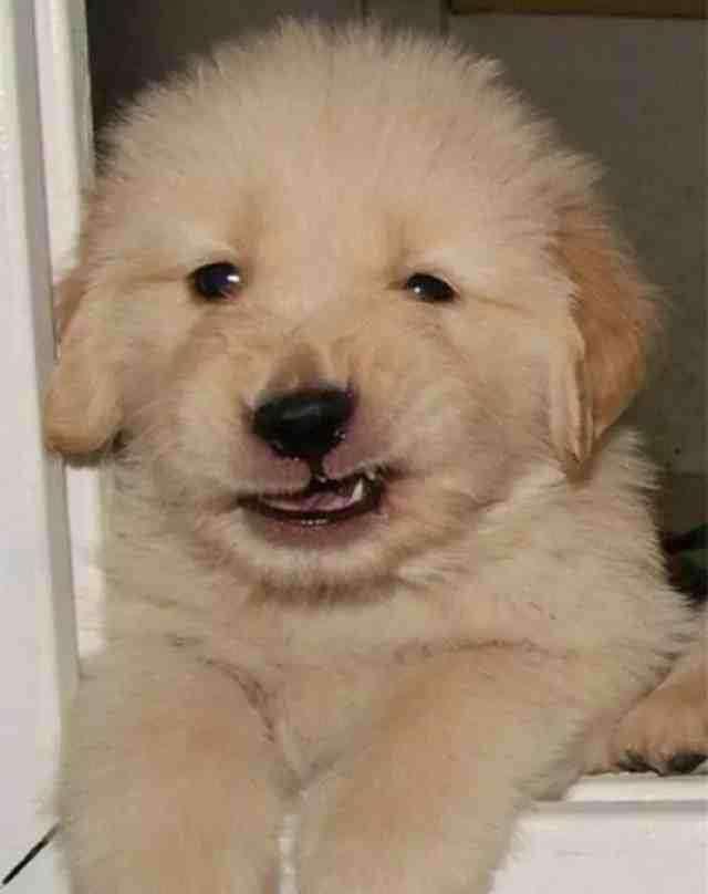 小奶狗都很奶凶千万不要招惹它你会中毒的