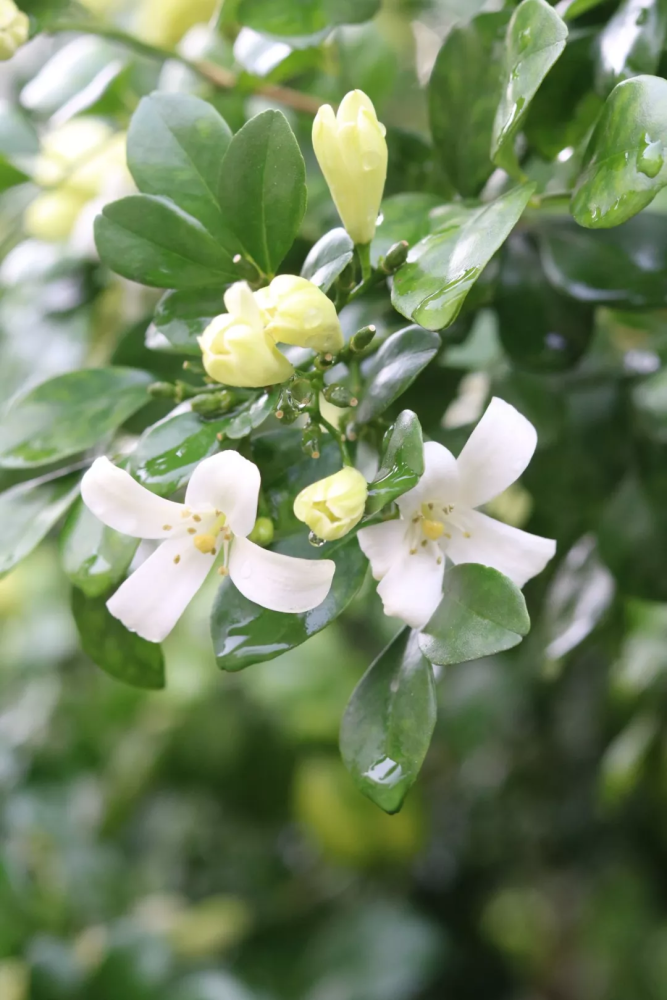 乡下一种野草,叶子嚼一嚼能治牙疼,晒干了能卤肉,还能当做盆栽|千里香