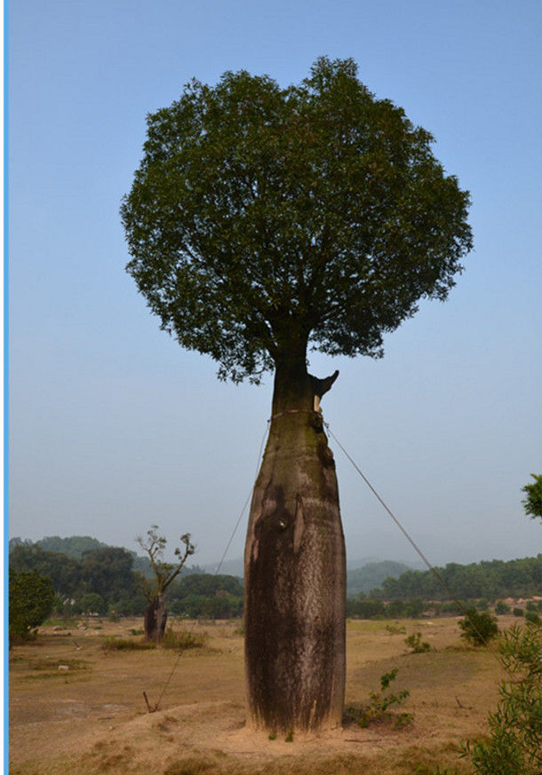 农村有1种树,树身能够储存2吨水,1个人可以饮用2年|瓶子树|旱季|红花