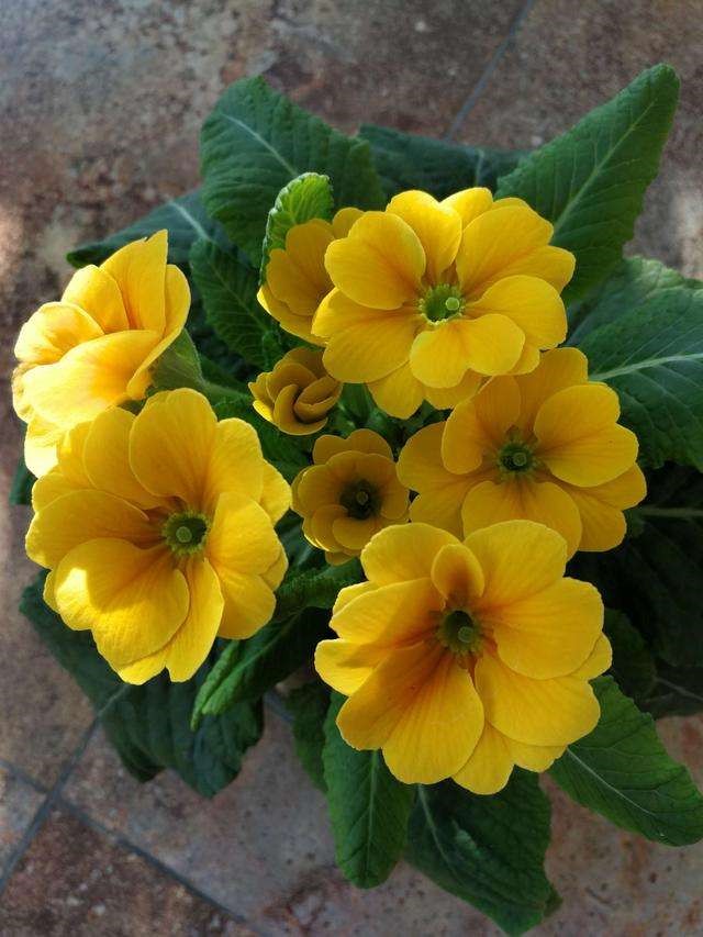 报春花种过吗现在养正是时候能一直开到明年春