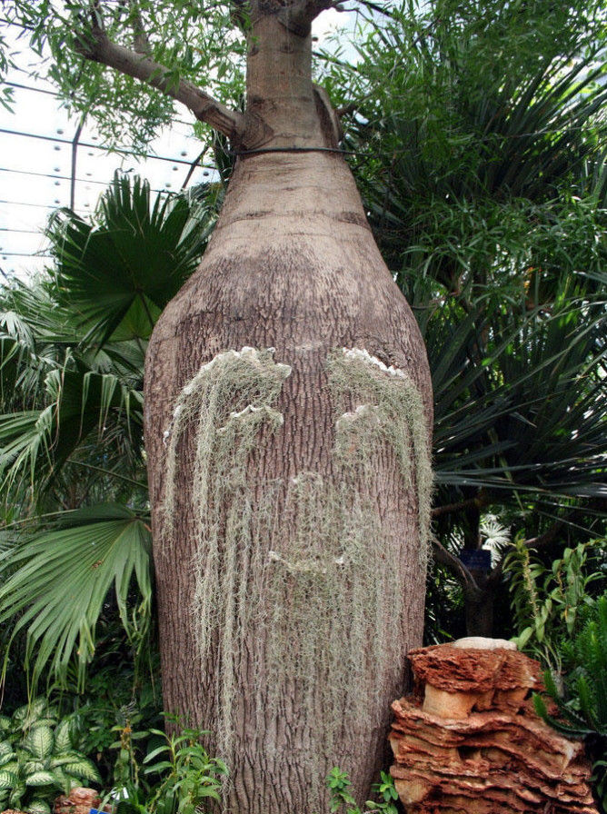 纺锤树和旅人蕉一样,可以为荒漠上的旅行者提供水源.