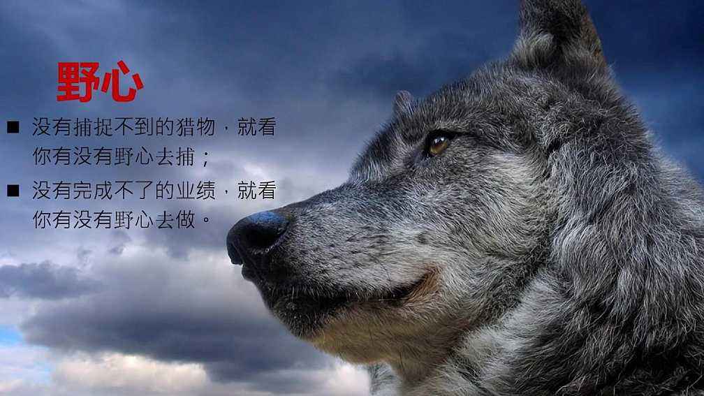 狼文化，宣扬以狼性为立足点，为何在我国乃至世界都不受欢迎？|狼文化|狼|狼性_新浪新闻