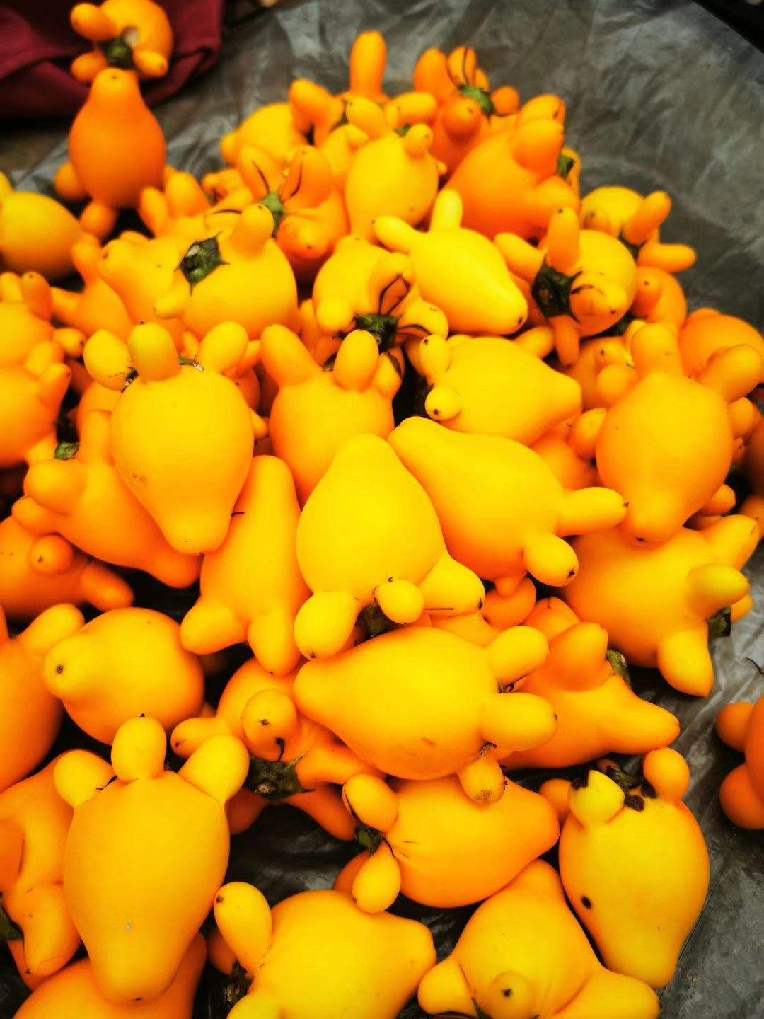 乳茄|黄金果|花市_新浪新闻