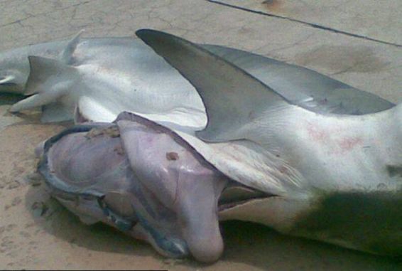 渔民打渔捞上来一个鲨鱼尸体剖开肚子看无法淡定了