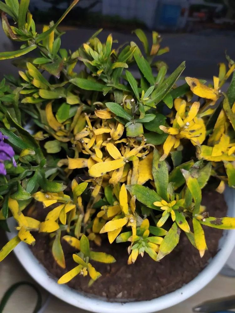 植物叶子发黄的7个原因与解决处理方法叶子绿油油心情美美哒