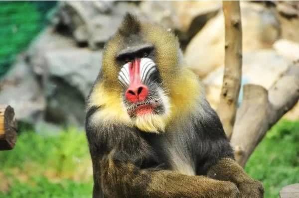世界上最凶的猴子,俗称"鬼狒狒",三五只就能猎杀一头狮子