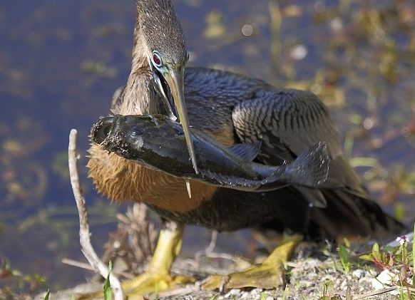 这只饥饿的鸟叼住了一条鱼,于是一场吞食盛宴开始了!