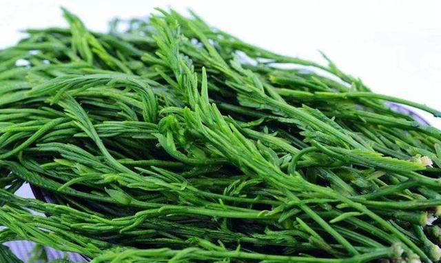 尝一尝|羽叶|合金|植物_新浪网