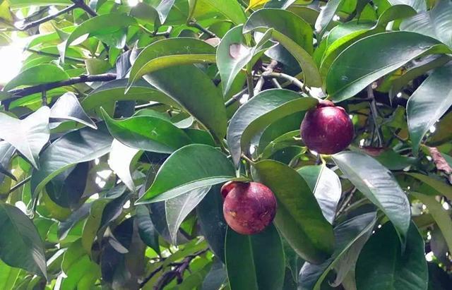 山竹种植,栽培环境有什么要求?要怎样栽种提高产量?来学学