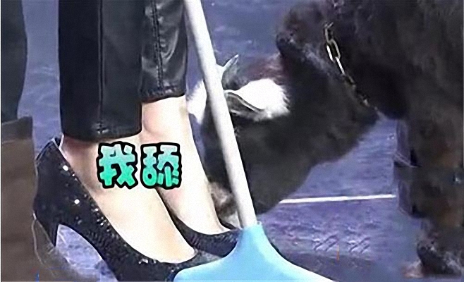 杨幂脚臭是怎么来的臭不臭凯哥和魏大勋怎么说网友都有资格