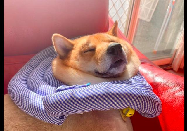 柴犬躺在沙发上睡着了,脖子处都叠出好几层赘肉,睡成了一滩狗?