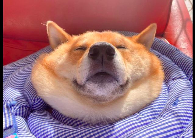 柴犬躺在沙发上睡着了,脖子处都叠出好几层赘肉,睡成了一滩狗?