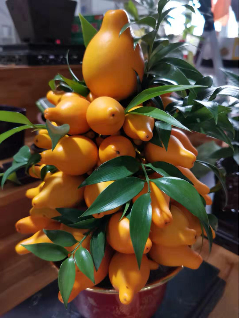 一棵它结出十几个鲜嫩黄金果馋到流口水养在家里吉祥圆满