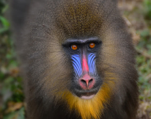 世界上最凶的猴子,俗称"鬼狒狒",三五只就能猎杀一头狮子