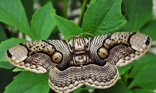 男子路边发现奇怪蝴蝶走近一看吓得连滚带爬