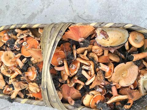 此山野珍品味道鲜美,生长在松树林却不是松茸,目前无法人工种植|松树菌|松树林|松茸_新浪新闻