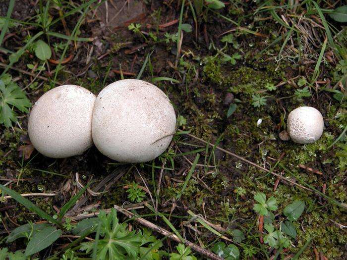 上山看到大白皮球凑近一摸还会喷气幸亏提前发现它