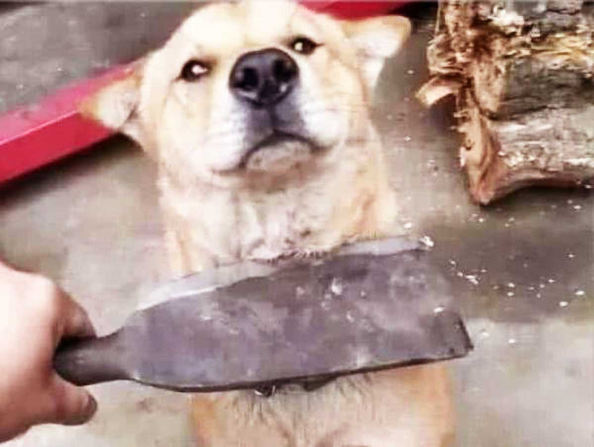 将菜刀架在它脖子,下一秒的画面让人笑喷|小狗|狗狗|大祸_新浪新闻