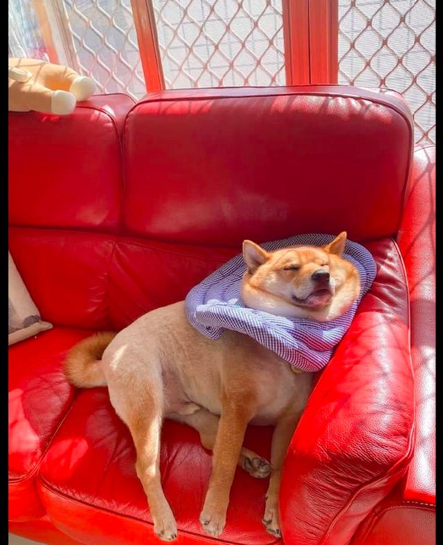 柴犬躺在沙发上睡着了,脖子处都叠出好几层赘肉,睡成了一滩狗?
