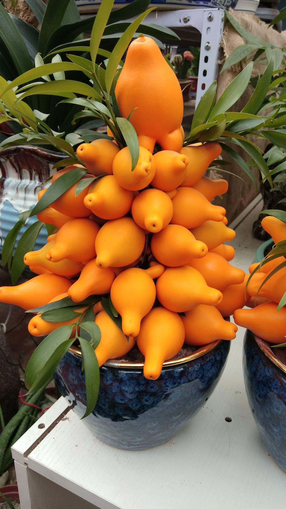 一棵它结出十几个鲜嫩黄金果馋到流口水养在家里吉祥圆满