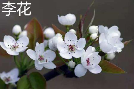 花卉李花和梨花的区别|梨花|蔷薇科|花朵_新浪新闻