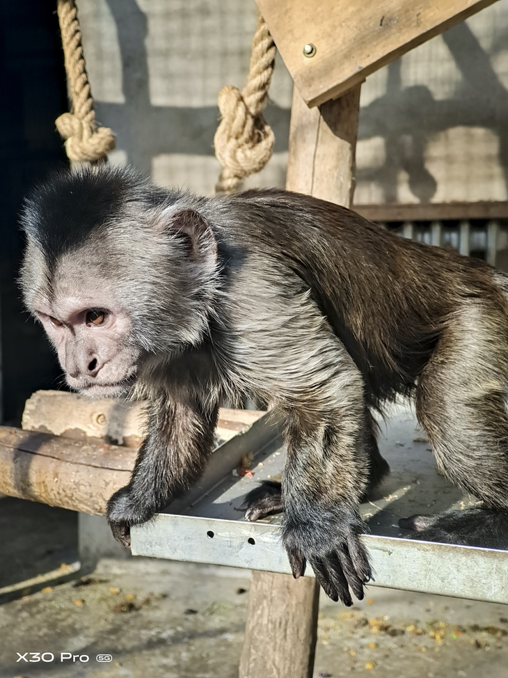 手机也能玩长焦vivox30pro60倍变焦给你专业级影像体验