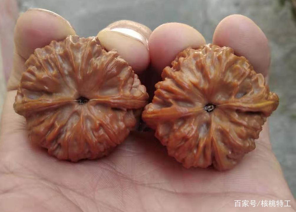 100种文玩核桃品种分享之21:窝底狮子头