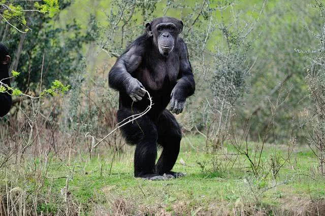 日本动物园里的黑猩猩学会了跳舞吗