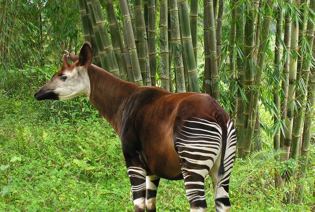 真实存在的杂交物种,高183cm重400kg的狮虎兽