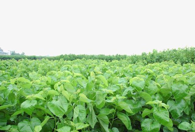 种植桑树褐斑病能降低桑叶产量和品质5种措施可综合防治