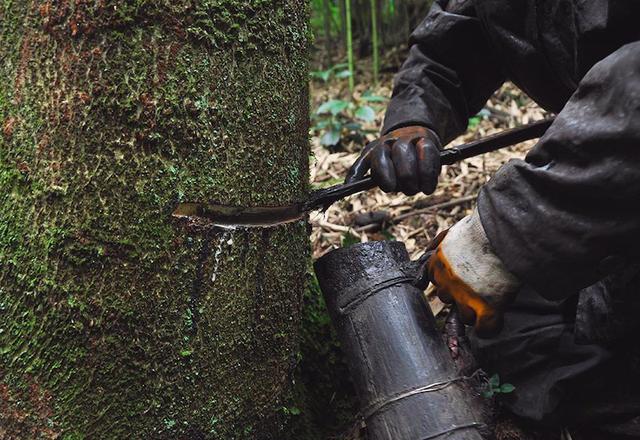 能够产出天然的漆料,可人们见了都要躲着走|漆树|漆料|咬人_新浪新闻