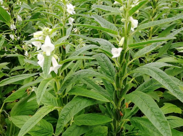 农村拿它当"猪草",城里人只吃它的籽,叶子当菜卖18元1斤|芝麻叶|猪草