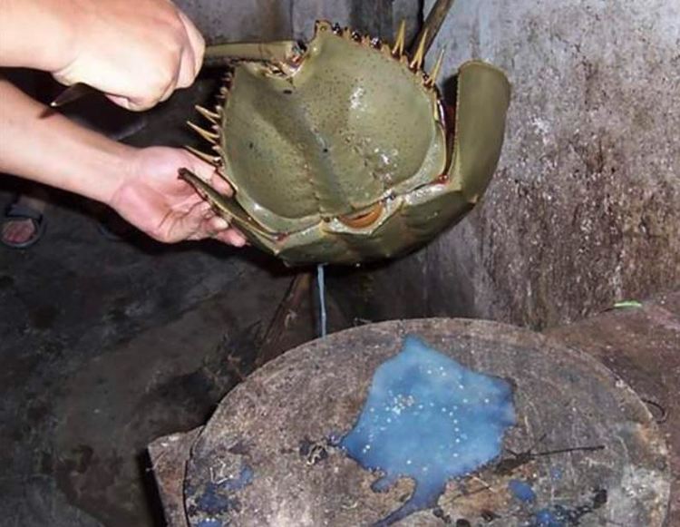 地球上唯一的蓝血生物,拥有3颗心脏