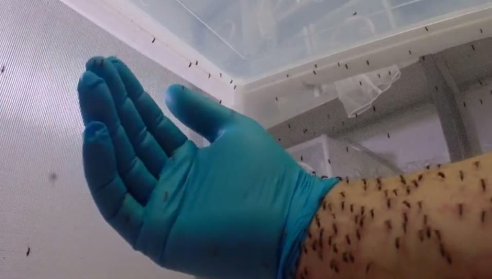 非洲惊现黑暗料理"蚊子肉汉堡",营养价值非常高,你敢不敢吃