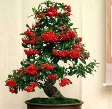 最旺财又镇宅的花(客厅放什么花最吉祥)