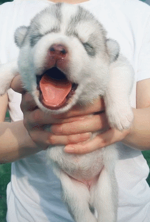 305_452竖版 竖屏gif 动态图 动图