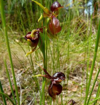 罕见植物——飞鸭兰,花型奇特,整体造型宛如凌空飞起的鸭子|飞鸭|花型